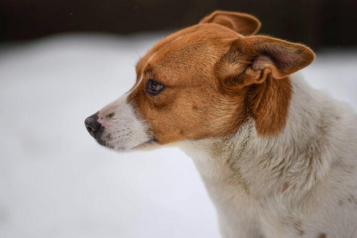 Close-up of a brown and white dog looking sideways with a solemn expression, symbolizing insensitive comments about cancer.