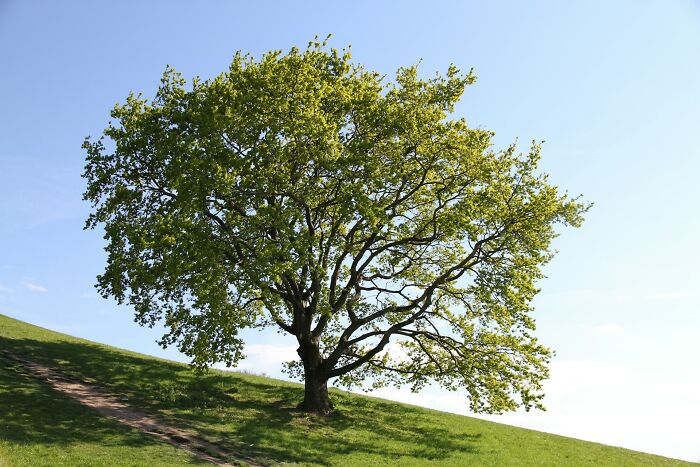 Large green tree on a grassy hill under a clear blue sky illustrating the concept of etymology of common words.