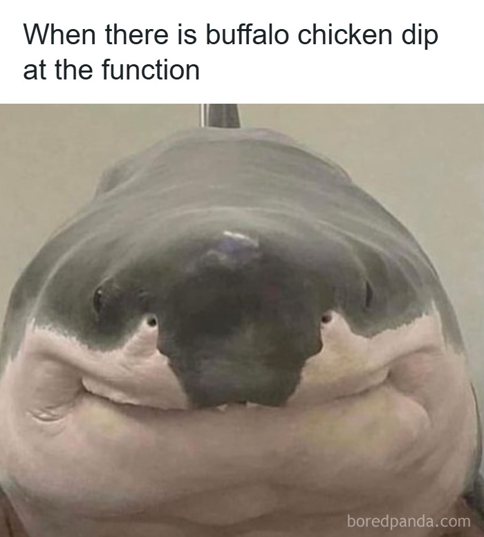 Close-up of a smiling shark meme depicting excitement, related to random memes and unique experience humor.