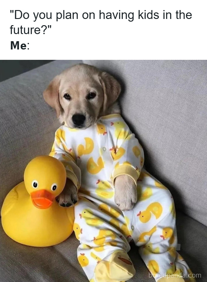 Dog in baby clothes with a duck toy and a sleeping dog in a car seat, random memes about unique experiences.