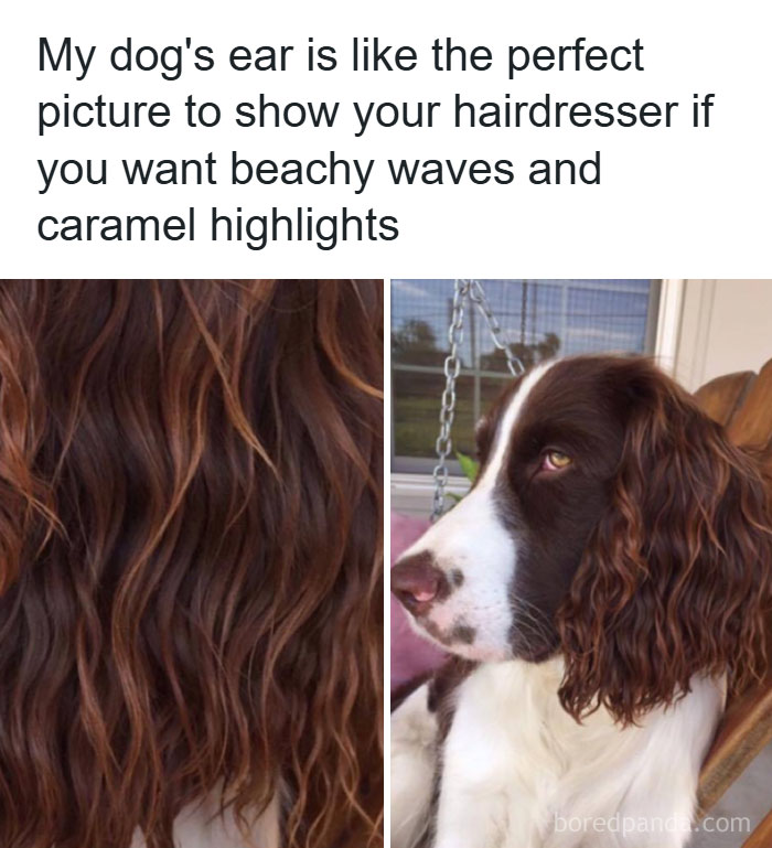 Dog's ear with natural beachy waves and caramel highlights resembling hair, perfect for makeup and fashion memes about diva life.