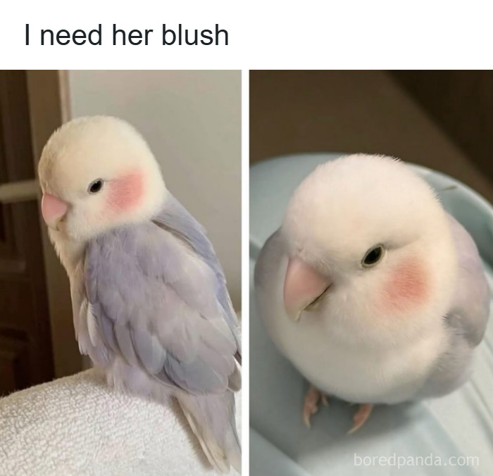 Two images of a small bird with soft blush on its cheeks, highlighting makeup and fashion humor in the diva life context.