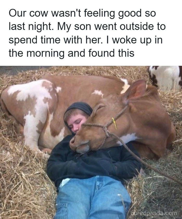 Boy cuddling a cow lying on hay, a random meme showing caring moments, highlighting unique experience memes.