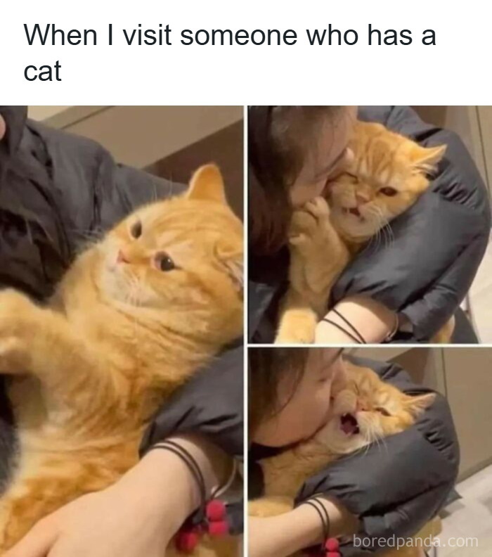 A person awkwardly interacting with an annoyed cat, illustrating humor in random memes about shared experiences.