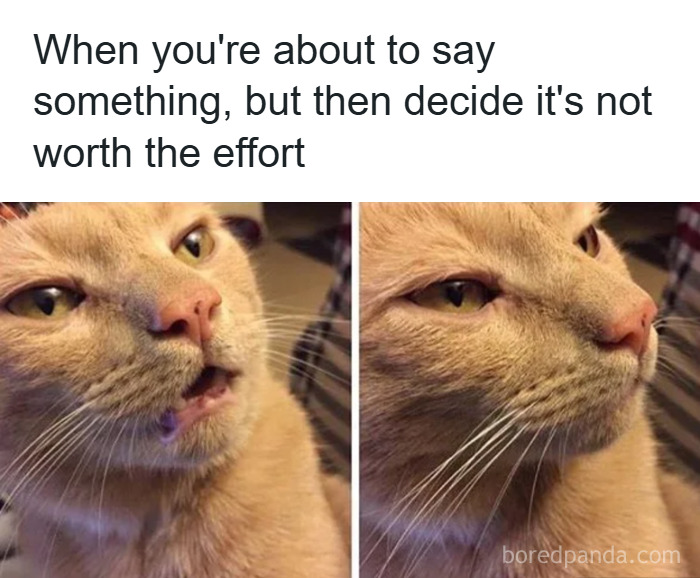 Cat meme showing a cat about to speak but deciding it's not worth the effort, relating to random memes and unique experiences.