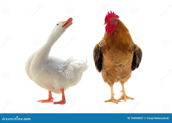 duck-rooster-isolated-white-background-76004557.jpg