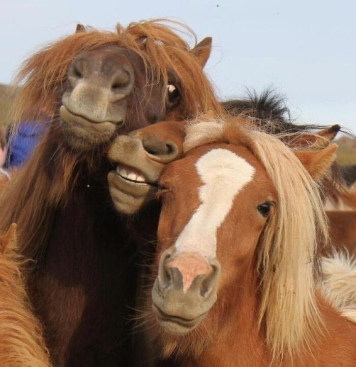 Three animals posing closely for a selfie, showcasing adorable expressions and natural charm.