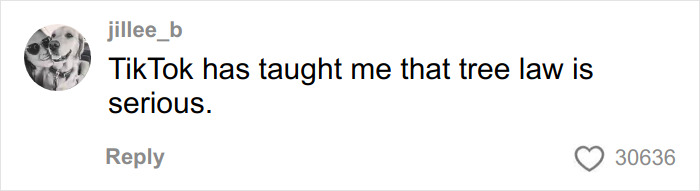 Social media comment saying tree law is serious, highlighting public reaction to disputes over property trees and legal issues. Social media comment saying tree law is serious, highlighting public reaction to disputes over property trees and legal issues.