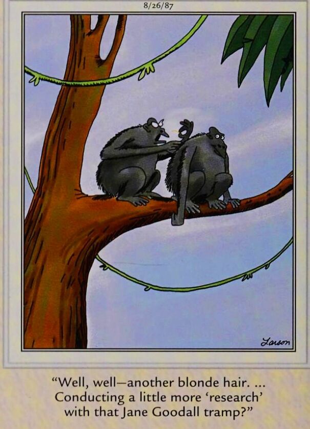 far-side-august-26-1987-a-gorilla-wife-calls-jane-goodall-a-tramp.jpg
