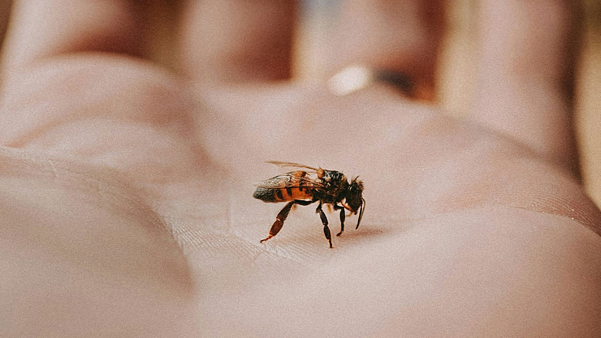 Close-up of a bee resting on a human hand illustrating unexpected stories of lives that ended suddenly.