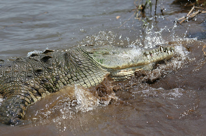 Large crocodile emerging from muddy water, illustrating unexpected and sudden ends of lives in shocking stories.