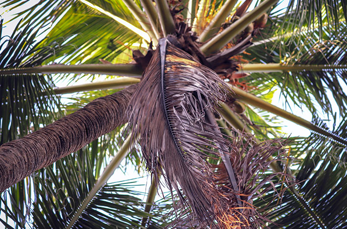 View looking up a palm tree with green and dried leaves representing unexpected life endings stories.