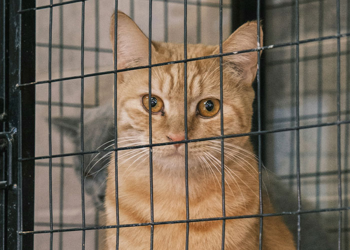 Pregnant Daughter Decides To Put Dad’s Cat In A Shelter Because Of Her Baby’s Safety, Gets Kicked Out Pregnant Daughter Decides To Put Dad’s Cat In A Shelter Because Of Her Baby’s Safety, Gets Kicked Out