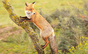 15 Years In The Field Taught Me 31 Things About Foxes That Might Surprise You