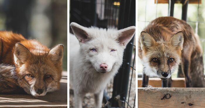 26 Gorgeous Rescued Foxes Through The Lens Of Greg Murray