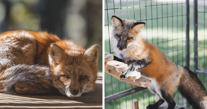 Greg Murray’s 2026 Calendar Celebrates The Beauty And Resilience Of Rescued Foxes