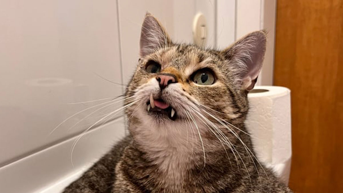Tabby cat with goofy expression showing teeth and tongue, one eye partially closed, being itself in a silly moment