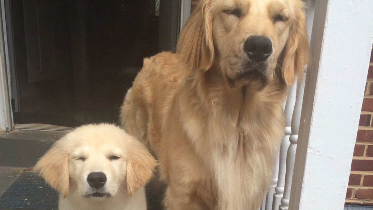 Two adorable Golden Retrievers sitting on a porch with eyes closed, capturing cute dog memes moment.