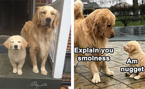 50 Adorable Dog Memes To Warm Your Heart And Make You Laugh
