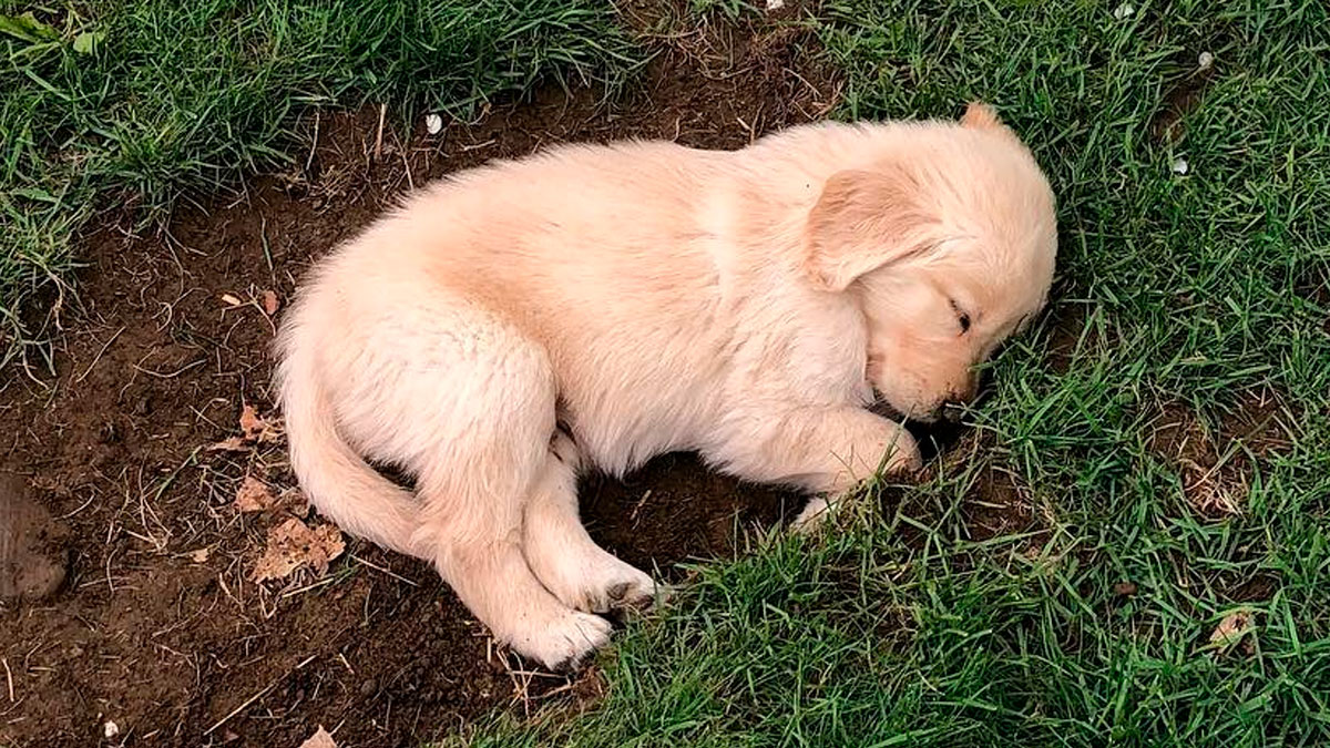 Golden retriever puppy sleeping on grass and dirt, a funny moment from FB Marketplace unhinged posts collection.