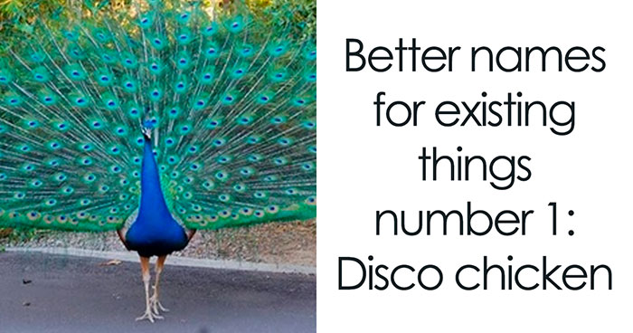 53 Funny And Cute Animal Memes To Bring Some Positivity To Your Day