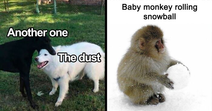 53 Funny And Cute Animal Memes To Bring Some Positivity To Your Day