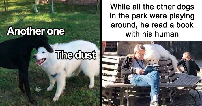 “Phantom Of Opurra”: 53 Hilarious Animal Memes That Made The Internet A Better Place