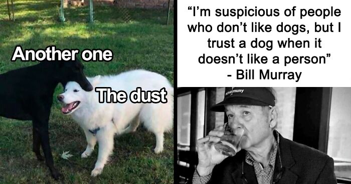 “Phantom Of Opurra”: 53 Hilarious Animal Memes That Made The Internet A Better Place