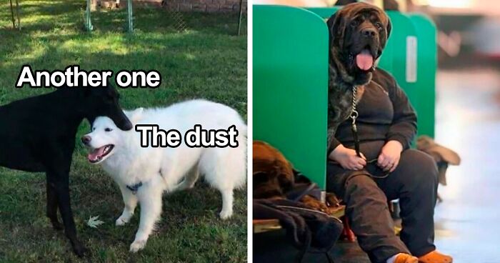 If You’re Feeling Heavy Today, Here Are 53 Adorable And Lighthearted Animal Memes