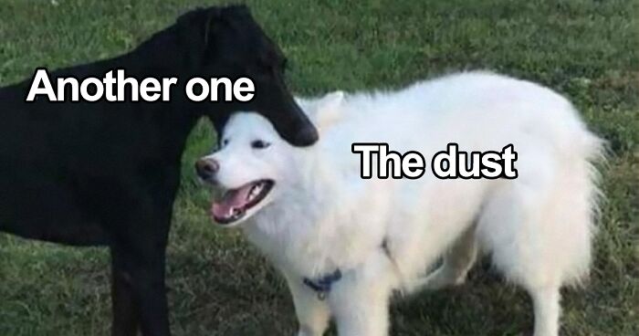 53 Funny And Cute Animal Memes To Bring Some Positivity To Your Day