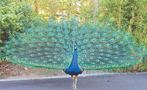 If You’re Feeling Heavy Today, Here Are 53 Adorable And Lighthearted Animal Memes