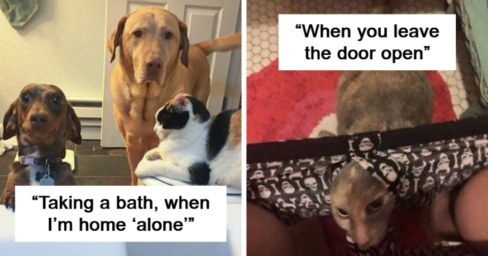 “I Was Trying To Enjoy A Nice Bath”: 101 Pets Who Never Learned About Boundaries (New Pics)