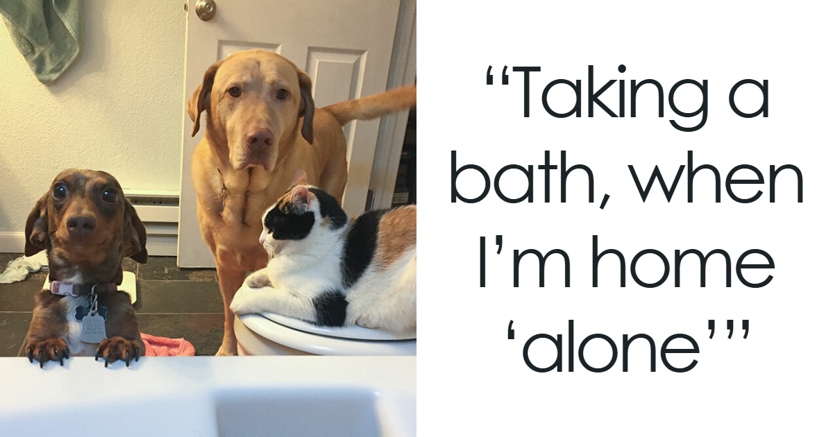 101 Times People Got A Pet And Had To Say Goodbye To Personal Space | Bored Panda