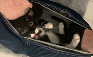 50 Hilarious Pets Who Refuse To Give Their Humans A Break (New Pics)