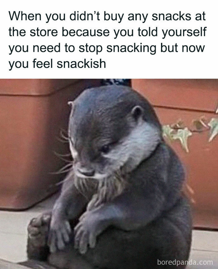 Sad otter sitting down looking guilty, illustrating the feeling of wanting snacks but resisting, meme for laughter and humor.