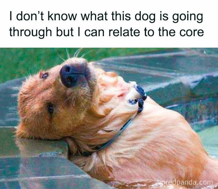 Brown dog lying in water with a tired expression, a relatable moment included in funny memes to scroll online.