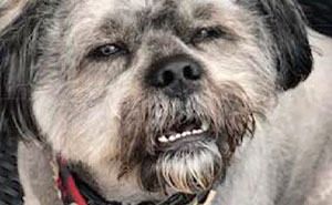 50 Posts That Prove Scottish People On The Internet Are Pure Comedy Gold