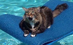 We’ve Gathered Pics Of Animals Getting Themselves Stuck: Here Are The 50 Funniest Ones (New Pics)