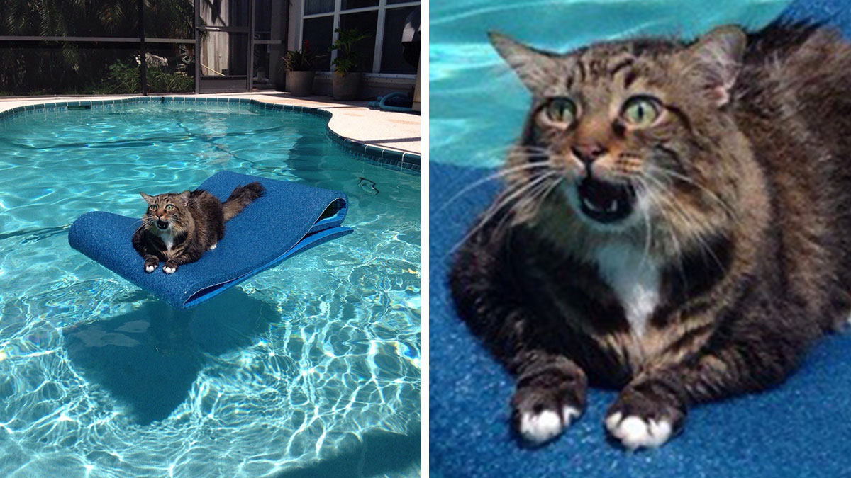 Tabby cat stuck on a floating pool mat, looking startled while balancing in clear blue water, showcasing animals getting stuck.