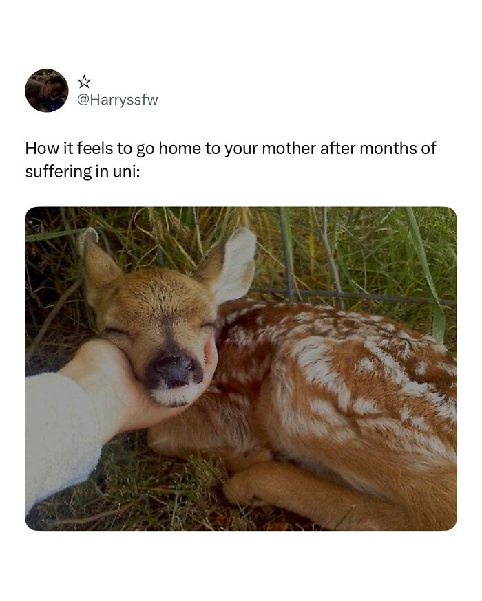 Relatable student meme showing a peaceful fawn comforted by a hand, symbolizing relief after university struggles.