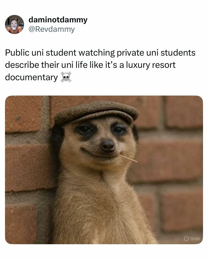 Meme showing a meerkat in a hat with a smirk, illustrating relatable student memes about tired and broke university life.