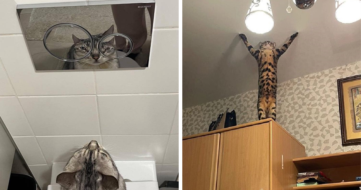 'Blessed Pics': 45 Times Pets Were So Cute And Funny They Deserved A Medal (New Pics)