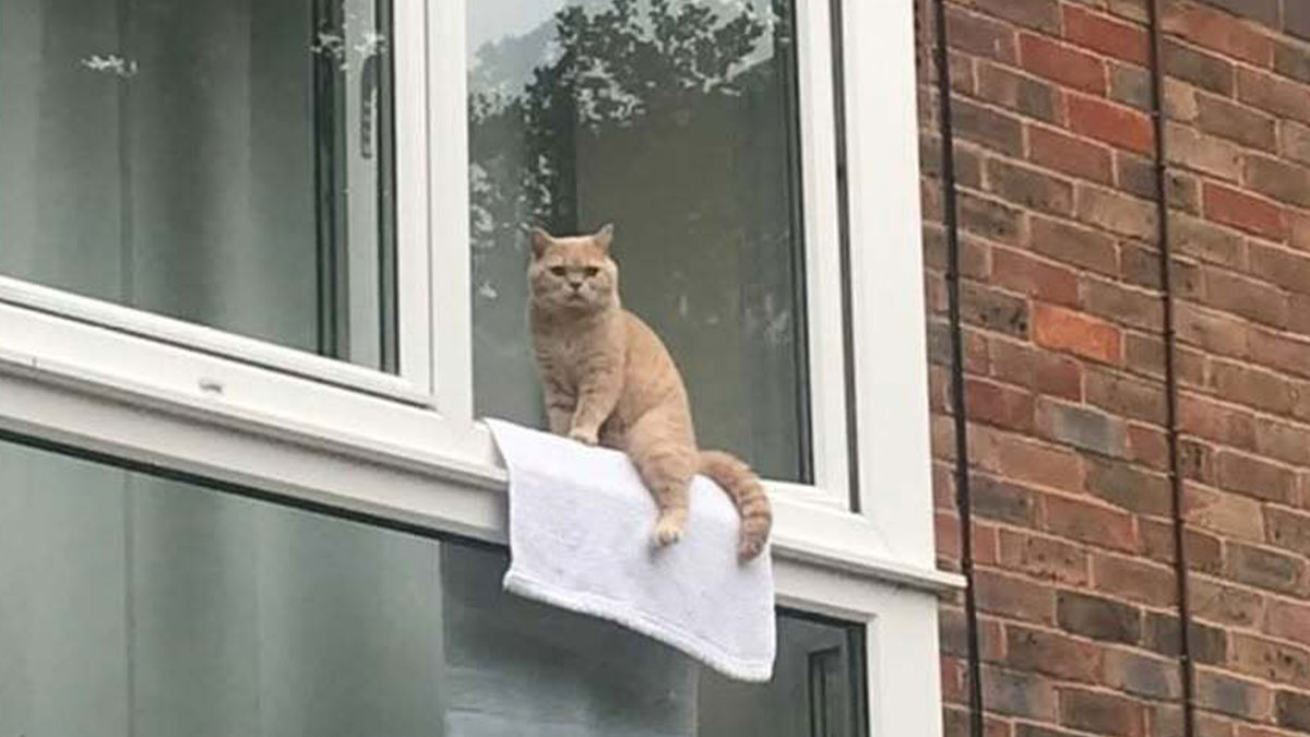Orange kitty sitting by the window on a white towel outside a brick building on a cloudy day