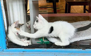 50 Times People Spotted Kitties Sitting At The Window And Just Had To Take A Pic (New Pics)
