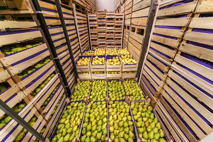 Storage room filled with crates of fresh pears, illustrating work secrets in fruit handling and storage practices.