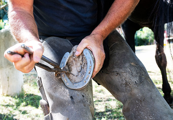 Farrier fixing horseshoe outdoors, illustrating the job mocked by funny guy in viral story about daughter's boyfriend.