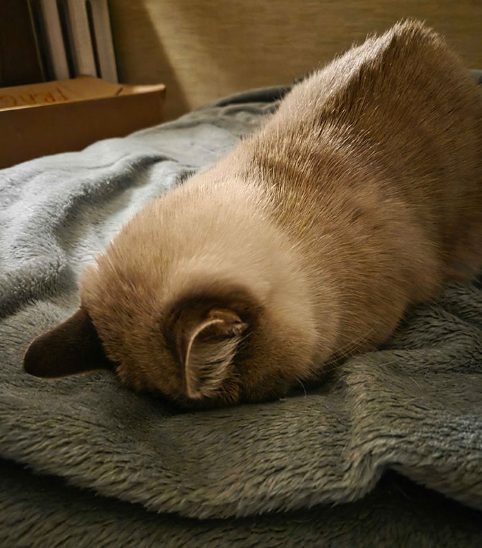 Ollie Definitely Had Enough Of 2025