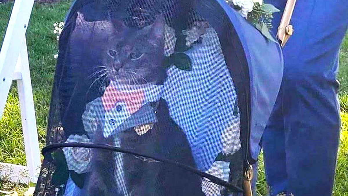 Gray cat wearing a bow tie sitting in a decorated stroller, a wholesome photo to cleanse your eyes from the worldu2019s horrors.