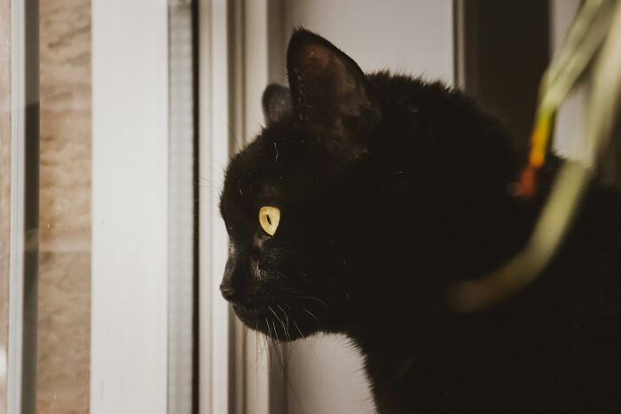 47 Pet Owners Share The Biggest Beef Their Animals Have Going On Right Now