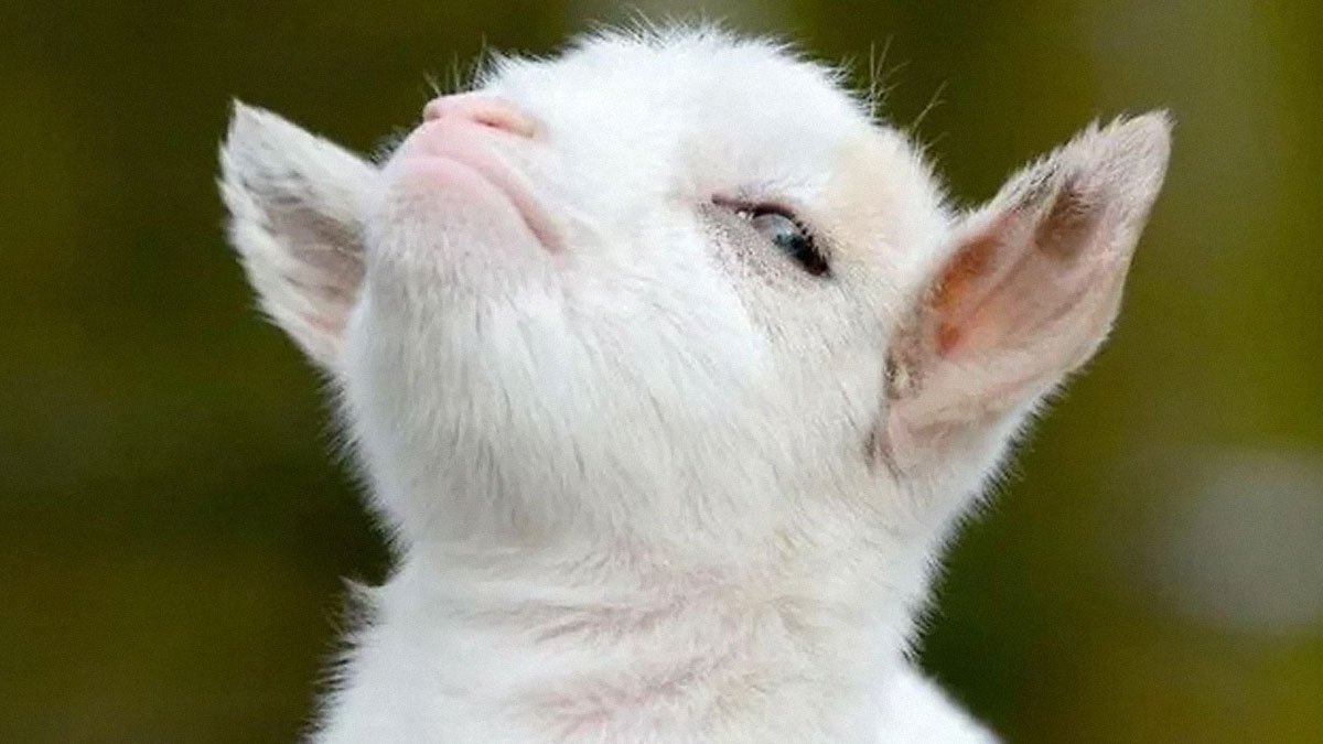 Close-up of a funny animal meme featuring a white baby goat looking proud and playful outdoors.